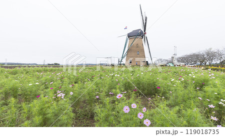 佐倉ふるさと広場のコスモス 119018735