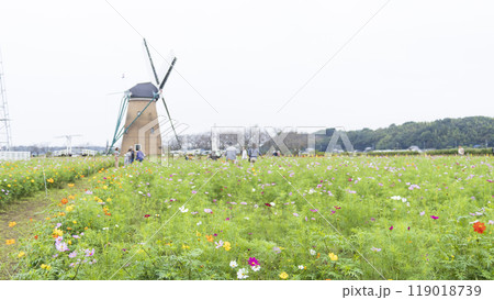 佐倉ふるさと広場のコスモス 119018739