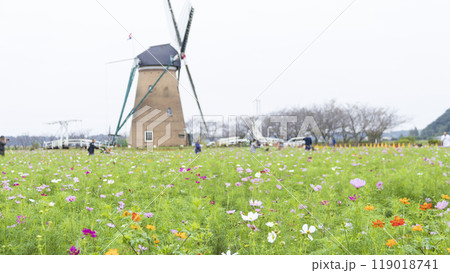 佐倉ふるさと広場のコスモス 佐倉ふるさと広場のコスモス 119018741