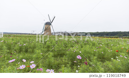 佐倉ふるさと広場のコスモス 佐倉ふるさと広場のコスモス 119018749