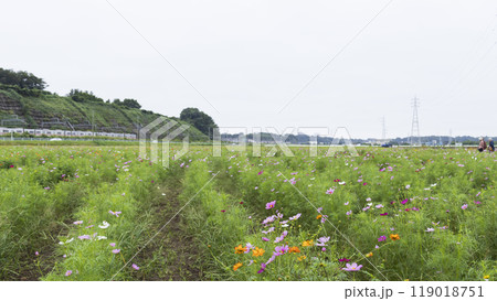 佐倉ふるさと広場のコスモス 119018751