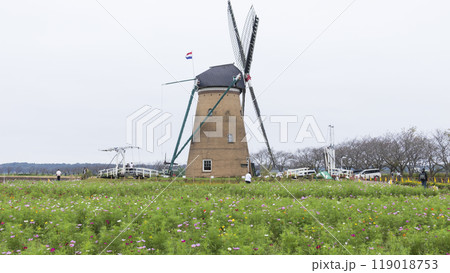 佐倉ふるさと広場のコスモス 119018753