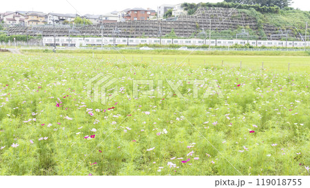 佐倉ふるさと広場のコスモス 佐倉ふるさと広場のコスモス 119018755