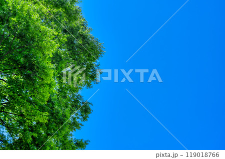 東京都豊島区の都市風景　豊島区立椎名町公園　新緑イメージ 119018766