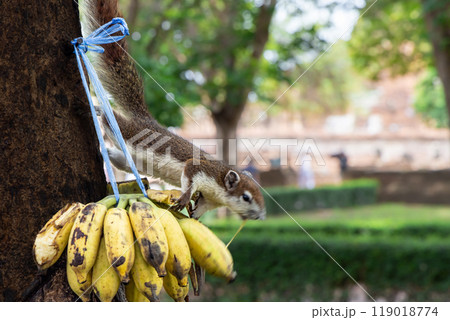 アユタヤ歴史公園のリス食事中 119018774