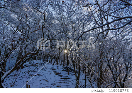 樹氷の丹沢・鍋割山稜の登山道 119018778