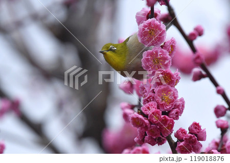 満開の紅梅にメジロさんがやってきた( 春イメージ )( ほのぼのイメージ ) 満開の紅梅にメジロさんがやってきた( 春イメージ )( ほのぼのイメージ ) 119018876
