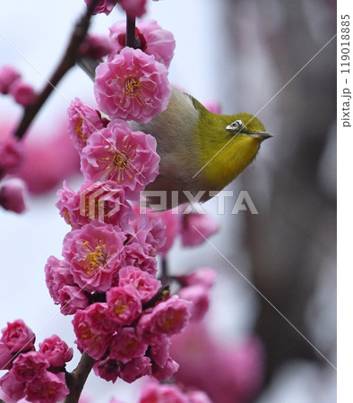 満開の紅梅にメジロさんがやってきた( 春イメージ )( ほのぼのイメージ ) 満開の紅梅にメジロさんがやってきた( 春イメージ )( ほのぼのイメージ ) 119018885