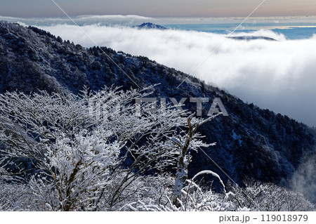 丹沢・鍋割山の樹氷と大倉尾根、雲海と大山・表尾根 119018979