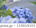 道端に咲く紫陽花 119019103