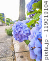 道端に咲く紫陽花 119019104