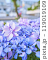 道端に咲く紫陽花 119019109