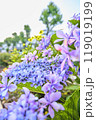 紫陽花の世界 119019199