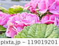 紫陽花の世界 119019201
