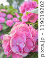 紫陽花の世界 119019202