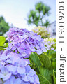 紫陽花の世界 119019203