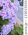 紫陽花の世界 119019204