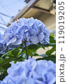 紫陽花の世界 119019205