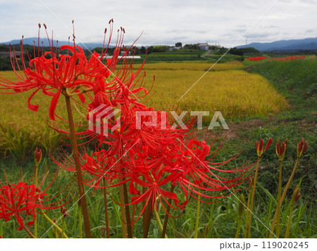 ヒガンバナ 119020245