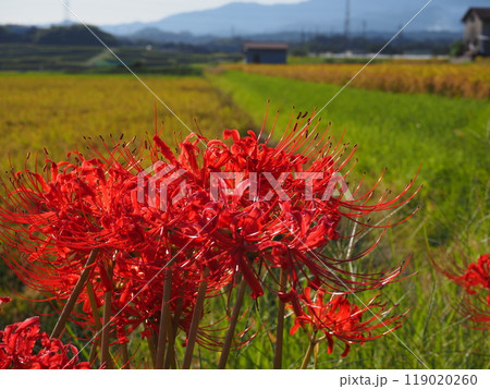 ヒガンバナ 119020260