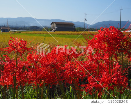 ヒガンバナ 119020268