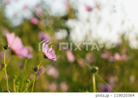 朝の光に向かって花開くピンク色のコスモス 119020364