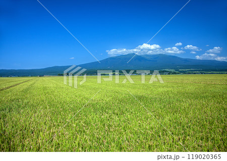 秋の田園と鳥海山 119020365