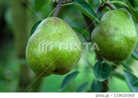 ラ・フランス 119020368