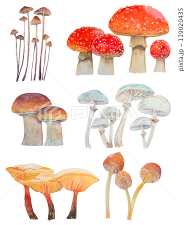 色々な種類のキノコのリアルな水彩イラストのイラスト素材 [119020435