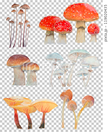 Realistic watercolor illustrations of various types of mushrooms Realistic watercolor illustrations of various types of mushrooms 119020435