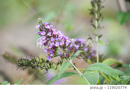 フサフジウツギ フサフジウツギ 119020774