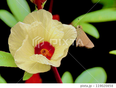 イチモンジセセリ 119020858