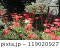 宮城県柴田町　船岡城址公園　曼殊沙華 119020927