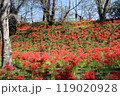 宮城県柴田町　船岡城址公園　曼殊沙華 119020928