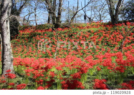 宮城県柴田町　船岡城址公園　曼殊沙華 119020928