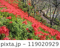 宮城県柴田町　船岡城址公園　曼殊沙華 119020929