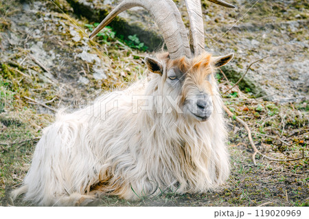 天然素材 山羊の角 天然素材 山羊の角