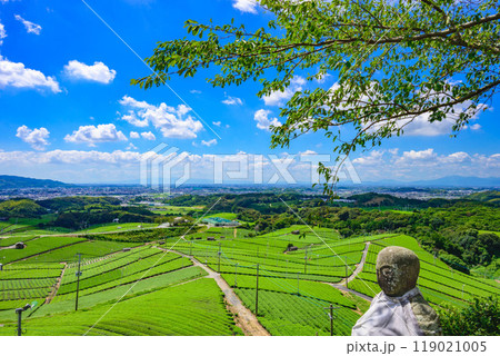 八女中央大茶園 119021005