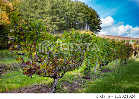 晴天の秋の富良野のブドウ畑、ぶどう棚と丘の上の森林、青空 119021024