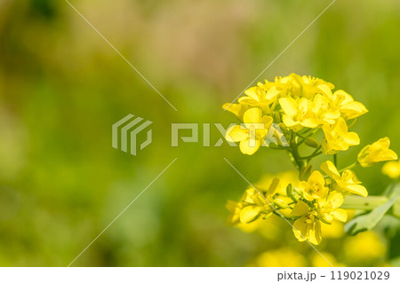 菜の花~春色~ 菜の花~春色~ 119021029