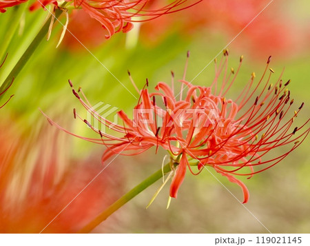 美しく咲き誇る赤い彼岸花　ふんわりした背景　 119021145