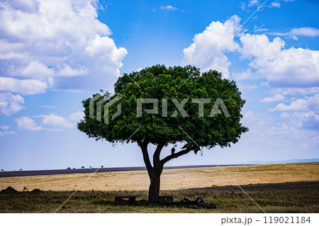 tree on a field 119021184