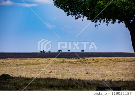 tree on a field tree on a field 119021187