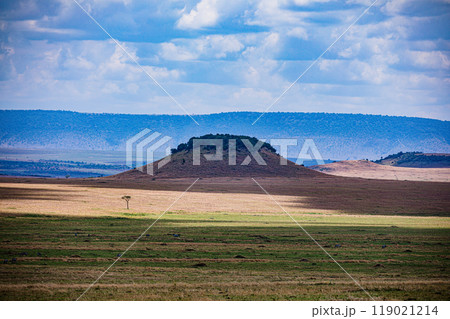 tree on a field tree on a field 119021214