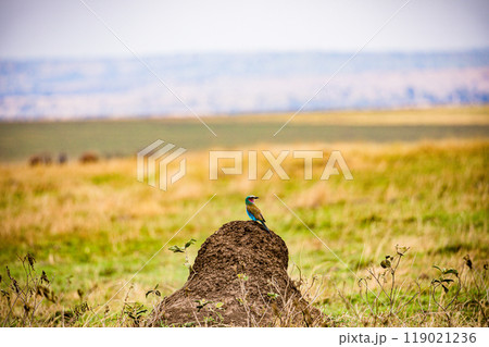 tree on a field 119021236