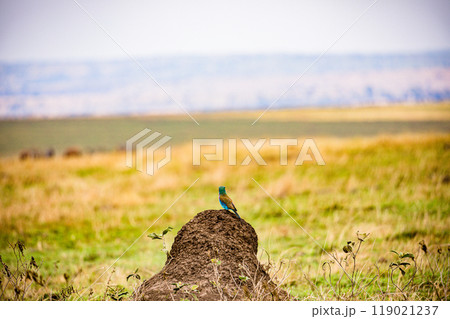 tree on a field 119021237