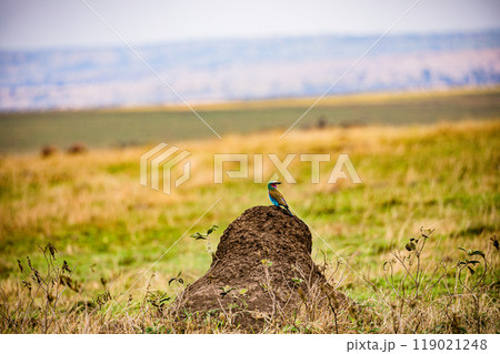 tree on a field 119021248