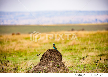tree on a field 119021250