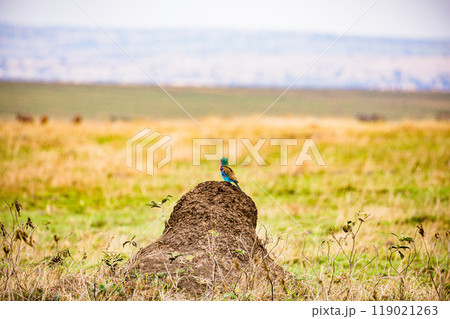 tree on a field 119021263