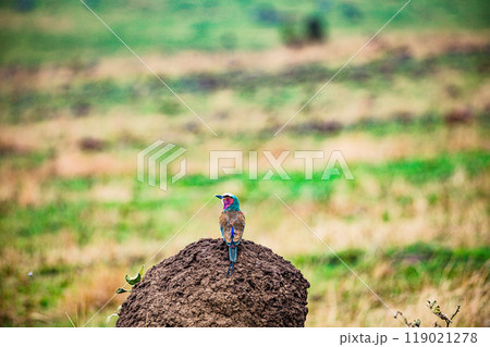 tree on a field 119021278